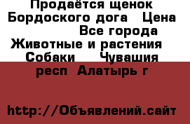 Продаётся щенок Бордоского дога › Цена ­ 37 000 - Все города Животные и растения » Собаки   . Чувашия респ.,Алатырь г.